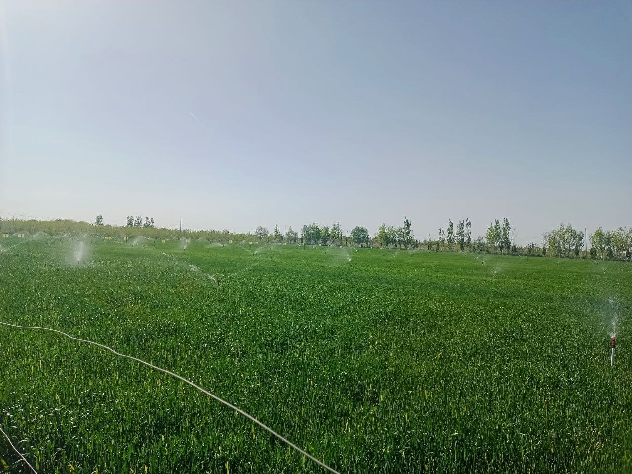 tomchilab sug'orish texnologiyasi